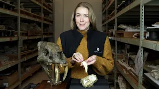 30,000 vs. 30,000,000 Year Old Saber-toothed Mammals