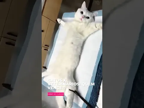 Gatos x Veterinários: quem vence essa batalha? - Parte 2🐱⚡