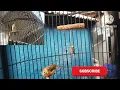 Download Lagu suara anakan burung SALOME ngeriwik belajar bunyi // cici padi kepala merah