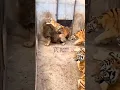 Download Lagu Singa vs Harimau #singa #harimau #short