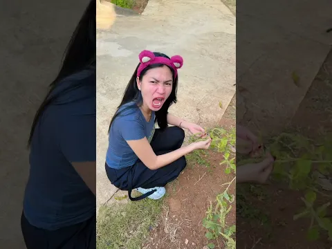 perkara daun bawang