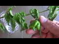 Growing Peppers From Green Pods - Can It Be Done?