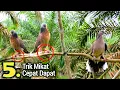 Download Lagu Cara Mikat Burung Tekukur Agar Cepat Dapat