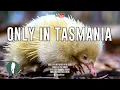 Download Lagu Tasmania: The Island That Became Another World | 4K Wildlife Documentary