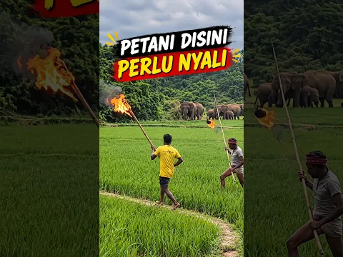 Cuma di Bangladesh Gajah Diusir Pakai Obor 😱 #faktaunik #animal