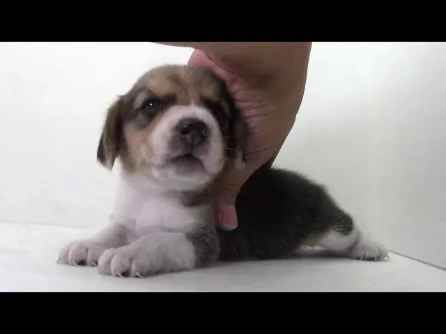 動画