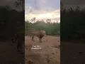 Download Lagu Have you ever heard a lion roar next to you??? #wildlife #lionroar #animals #Safari