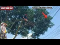 Download Lagu Cưa cây Xoài siêu to siêu nhánh gần nhà / Sawing down a giant mango tree near my house | P95