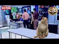 Lagu बंदर की मदद से CID टीम क्या खोज निकालेगी? खूनी की असलियत उजागर! || CID Latest Episode