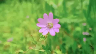 ساعة فيديو بدون حقوق طبيعة 