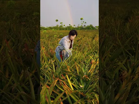 Beautiful Nature with Rural Life - Harvest and enjoy pineapples right at the farm