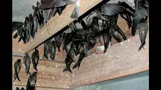 suara walet sp raja liur putih