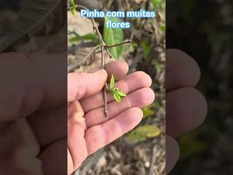 podamos a pinha pra florir