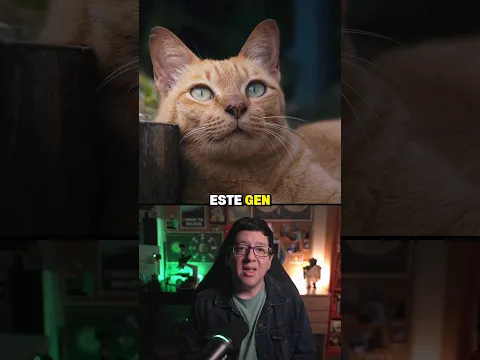 Descubren el Secreto de los Gatos Naranjas 🤯