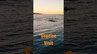 Dolphin Encounter Never Gets Old