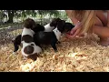 Rat Terrier Puppies 4 Weeks Old Visiting the Dog Breeder