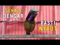 Download Lagu Pancingan burung KOLIBRI NINJA INI PASTI BIKIN KONIN LAIN CEPAT MERESPON dan GACOR