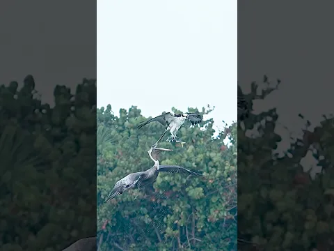 Hungry Pelican Steals Fish from Osprey - Kleptoparasite