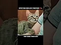 Download Lagu KISAH SEDIH KUCING YANG MERINDUKAN KASIH SAYANG