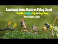Lagu Masteran Ampuh Suara Pleci, Prenjak, Greja, dan Sogon Gacor Cocok Untuk Pancingan Burung Gacoan