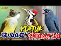 Download Lagu PLATUK BAWANG - CUCAK JENGGOT - SRIGUNTING ABU ABU