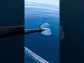 Download Lagu Bull Shark Stalked Me While On Transparent Kayak..