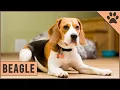 Beagle - Dog Breed Information