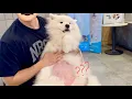 Download Lagu Unexpected Belly Reveal at the Vet 😂