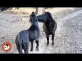 Download Lagu This Giant Great Dane Finally Meets The Friend Who Changed His Life