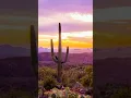Download Lagu 🩹 Ouch!! Marie touches a cactus 🌵