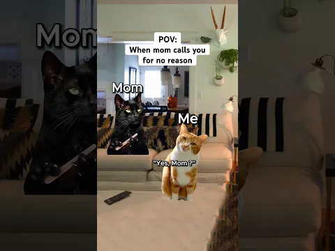 Cat Memes 🙀 Mom calls you for no reason 🤣
