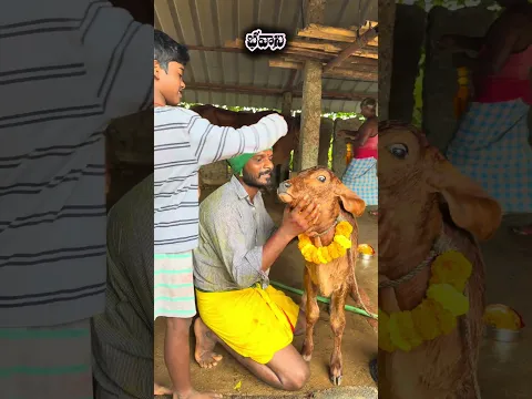 చిన్న దూడకు……????