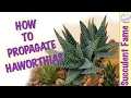 HOW TO PROPAGATE HAWORTHIA SUCCULENTS With Updates