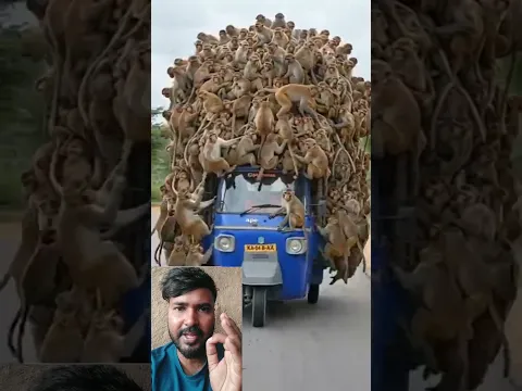 ऑटो वाले को कैसे बंदर ने घर रखा है #youtubeshorts