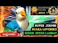 Download Lagu Masteran Burung Lovebird Fighter - Suara Lovebird  Konslet Minor Speed Lambat
