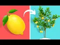 Download Lagu Do This Trick to Grow a Lemon Tree From A Lemon