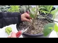 Download Lagu How to Care for Lemon Trees