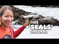Seals sea lions tide pools at Yaquina Head Newport - Van life on the Oregon Coast