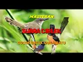 Download Lagu TEMBAKAN CIBLEK KRISTAL COCOK UNTUK MASTERAN SEGALA JENIS BURUNG OCEHAN