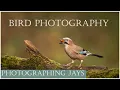 Bird Photography-Photographing Jays