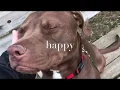Stay Pawsitive - The Sanctuary at Haafsville