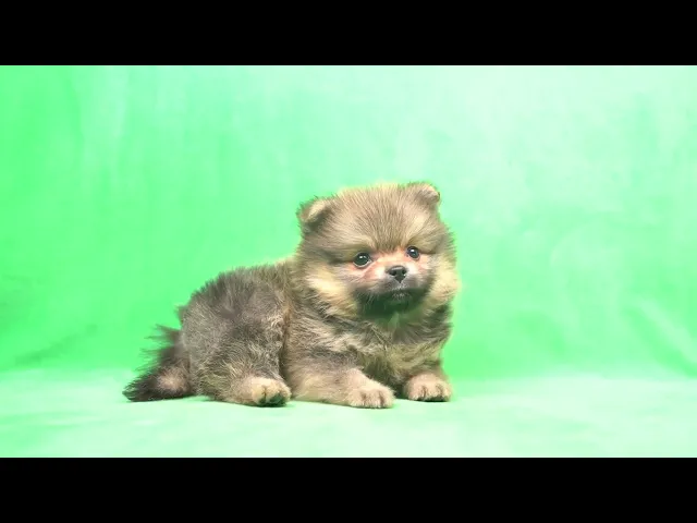動画
