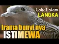 Download Lagu IRAMA PERKUTUT LOKAL SANGAT ISTIMEWA