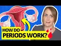 Everything You Don t Know About the Menstrual Cycle