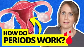 Everything You Don T Know About The Menstrual Cycle 