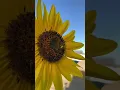 Download Lagu Early morning pollen collection 🐝 #bee #pollen #sunflower #beepollen #honey #savethebees #farmhouse