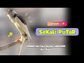 Download Lagu KENARI GACOR Panjang !!! Suara PANCINGAN KENARI PAUD Belajar BUNYI Ngeriwik - MASTERAN Kenari PAUD