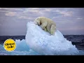 Download Lagu Arctic's Deadly Five: Top Dangerous Animals