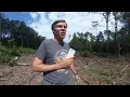 Clearcut as an Even-aged Regeneration Method