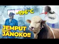 Download Lagu TERHARU!!! Jemput Bibit JANOKO Demi Masa Depan Sapi Lokal 🇮🇩